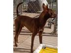 Cornbread Manchester Terrier Puppy Male