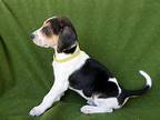 Chickadee Treeing Walker Coonhound Female