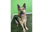 Apollo German Shepherd Dog Adult Male