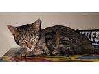 Olive American Shorthair Young Female
