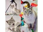 Suika (FeLV) Siamese Young Female