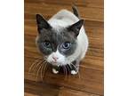 Soung-two Siamese Senior Male