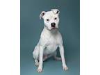 Rocky Staffordshire Bull Terrier Young Male