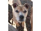 Lettie bonded with Lottie American Pit Bull Terrier Senior Female