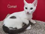 Connor Domestic Shorthair Kitten Male
