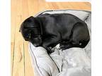 Merlin Labrador Retriever Puppy Male