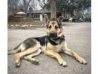 Orion German Shepherd Dog Puppy Male
