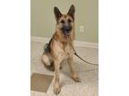 Mavrick German Shepherd Dog Adult Male