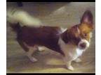 Buster Chihuahua Young Male
