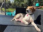 Janet Treeing Walker Coonhound Female