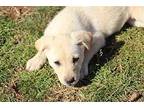 Diamond Australian Shepherd Puppy Female