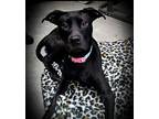Baby Doll Labrador Retriever Young Female