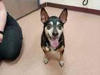 Shashu Miniature Pinscher Adult Male