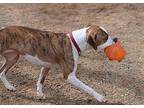 Luna Boxer Adult Female