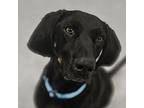 Ludwig Black and Tan Coonhound Adult Male