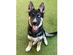 Phoenix German Shepherd Dog Puppy Male