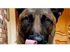 Magnus Belgian Malinois Young Male