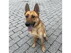 Fatso German Shepherd Dog Adult Male