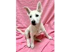 Kiva German Shepherd Dog Puppy Female