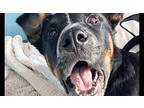 Bosco Greater Swiss Mountain Dog Adult Male