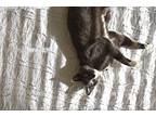 Viago Russian Blue Adult Male