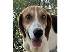Ben Treeing Walker Coonhound Young Male