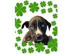 Nelson Labrador Retriever Puppy Male