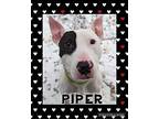 Piper Bull Terrier Female