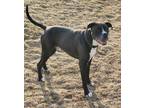 Brock Boxer Young Male
