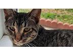 6362 Nyla Domestic Shorthair Kitten Female
