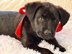 BELLA Labrador Retriever Puppy Male