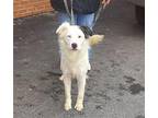 Marsh Australian Shepherd Adult Female