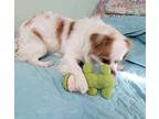 Finn Cavalier King Charles Spaniel Young Male
