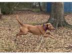 Charlie aka Winslow Labrador Retriever Adult Male