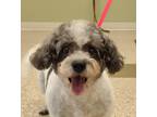 Poppy Cocker Spaniel Adult Female