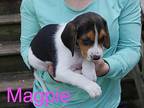 Magpie Treeing Walker Coonhound Puppy Female