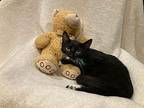 Major Tom Domestic Shorthair Kitten Male