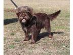 Juliet Shih Tzu Young Female