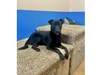 Dani Mixed Breed (Medium) Puppy Female