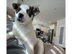 Happy Border Collie Adult Female