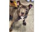 Lilly American Pit Bull Terrier Adult Female