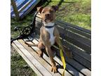 Trooper (D24-007) Boxer Puppy Male