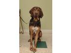 Bagheera Bloodhound Adult Male