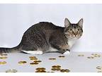 Nala American Shorthair Kitten Female