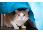Aurora Domestic Mediumhair Senior Male