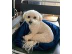 Maurice - Mo Bichon Frise Adult Male