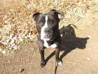 Titus Boxer Adult Male