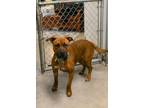 Gordita American Pit Bull Terrier Adult Female