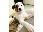 Milly Australian Shepherd Puppy Female