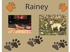 Rainey Chihuahua Young Female